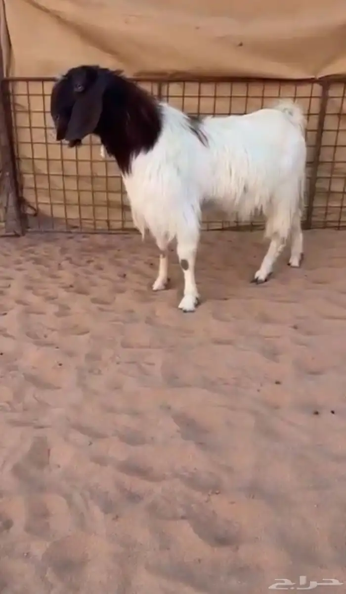 تيس فااخر هجين قبرصي مصري 0