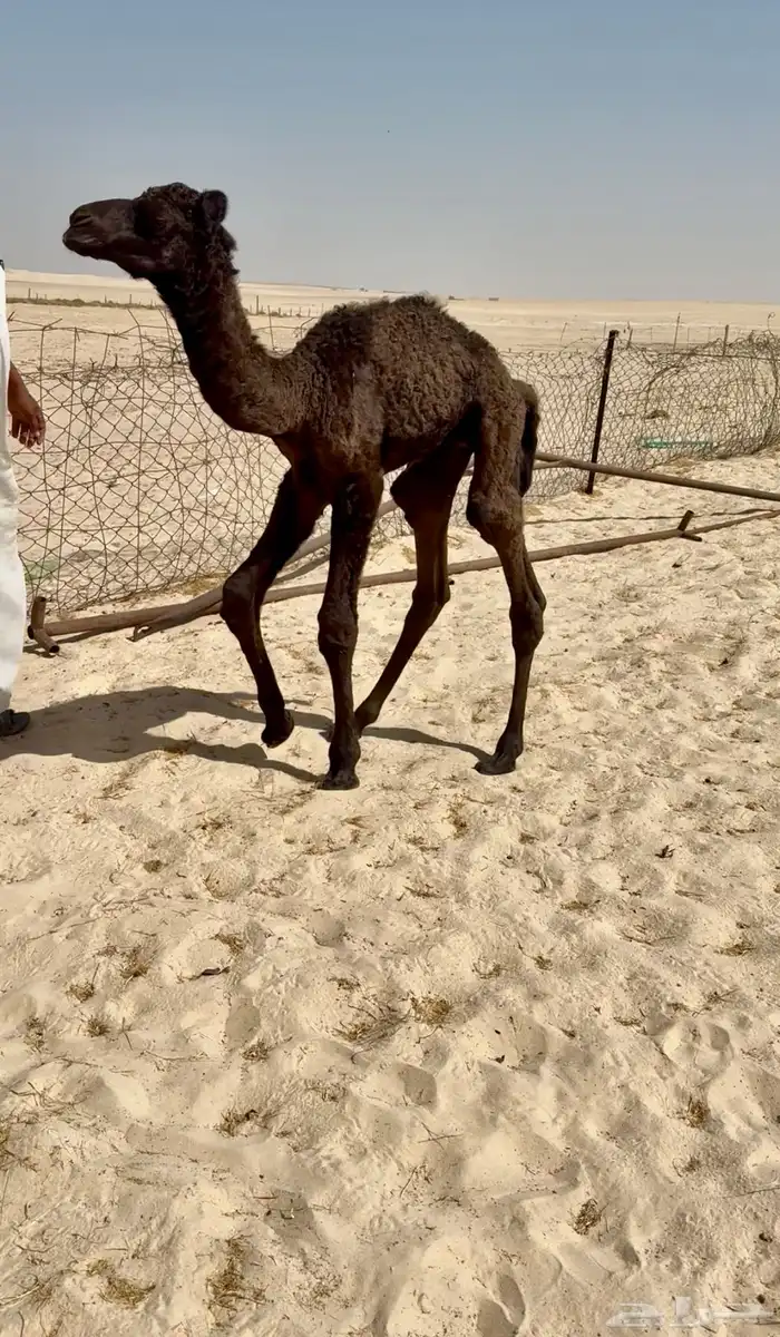 حوار مجهم ضيار تم البيع تم البيع 1