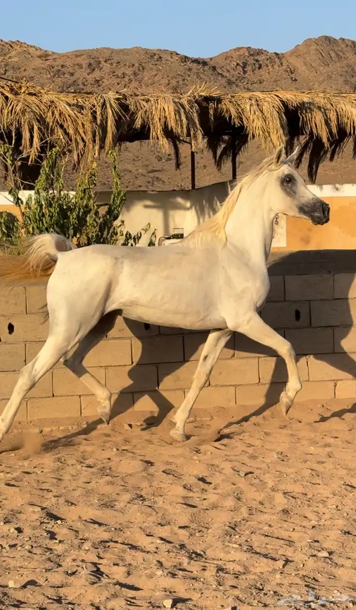 فرس واهو للبيع 0