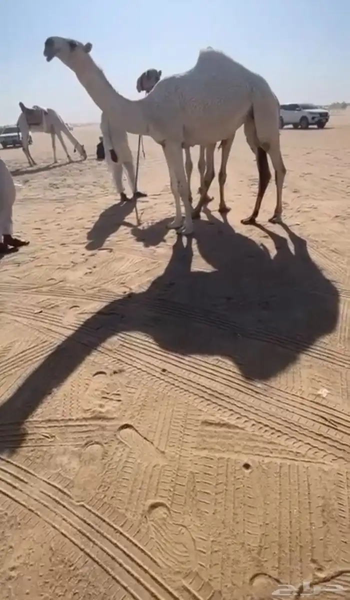 بكرة وضحاء باتلية 4