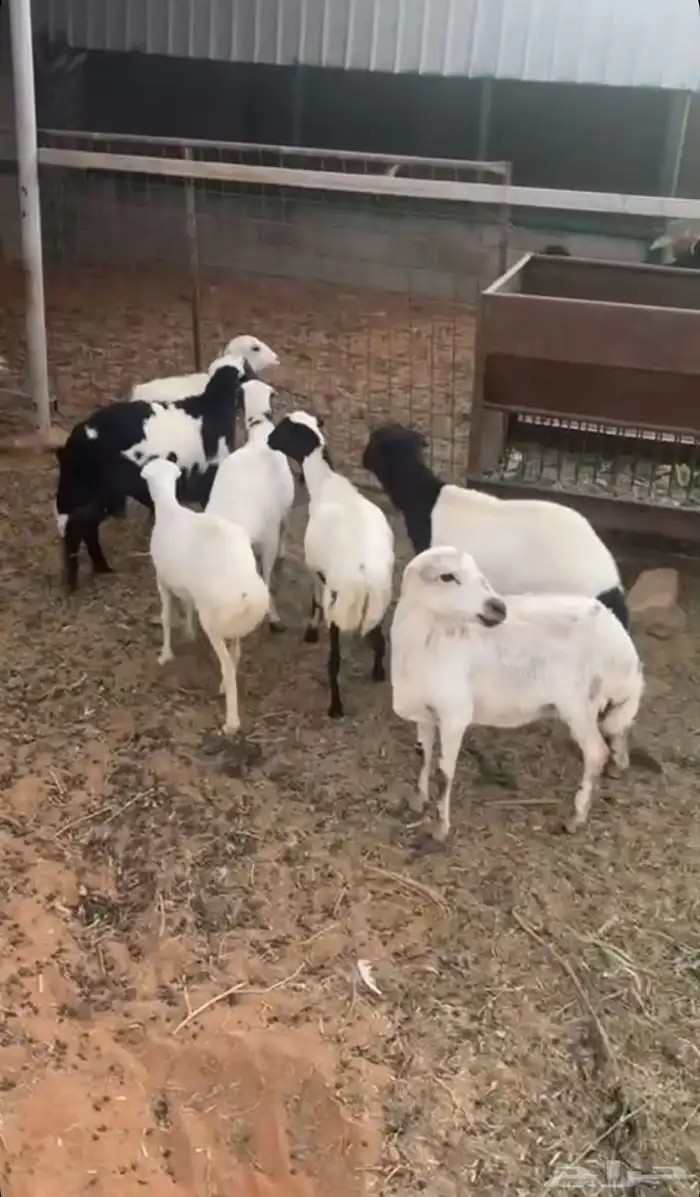 للبيع غنم رفيد 0