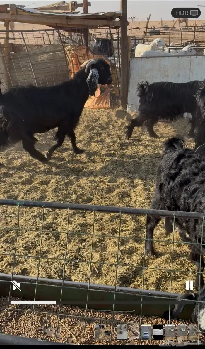 معزا دفيع ومضاريع 3