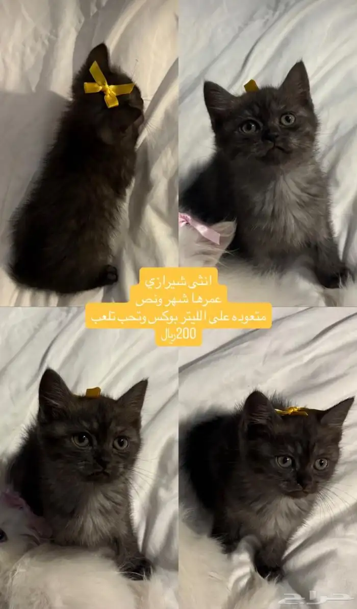 قطط شيرازي 0