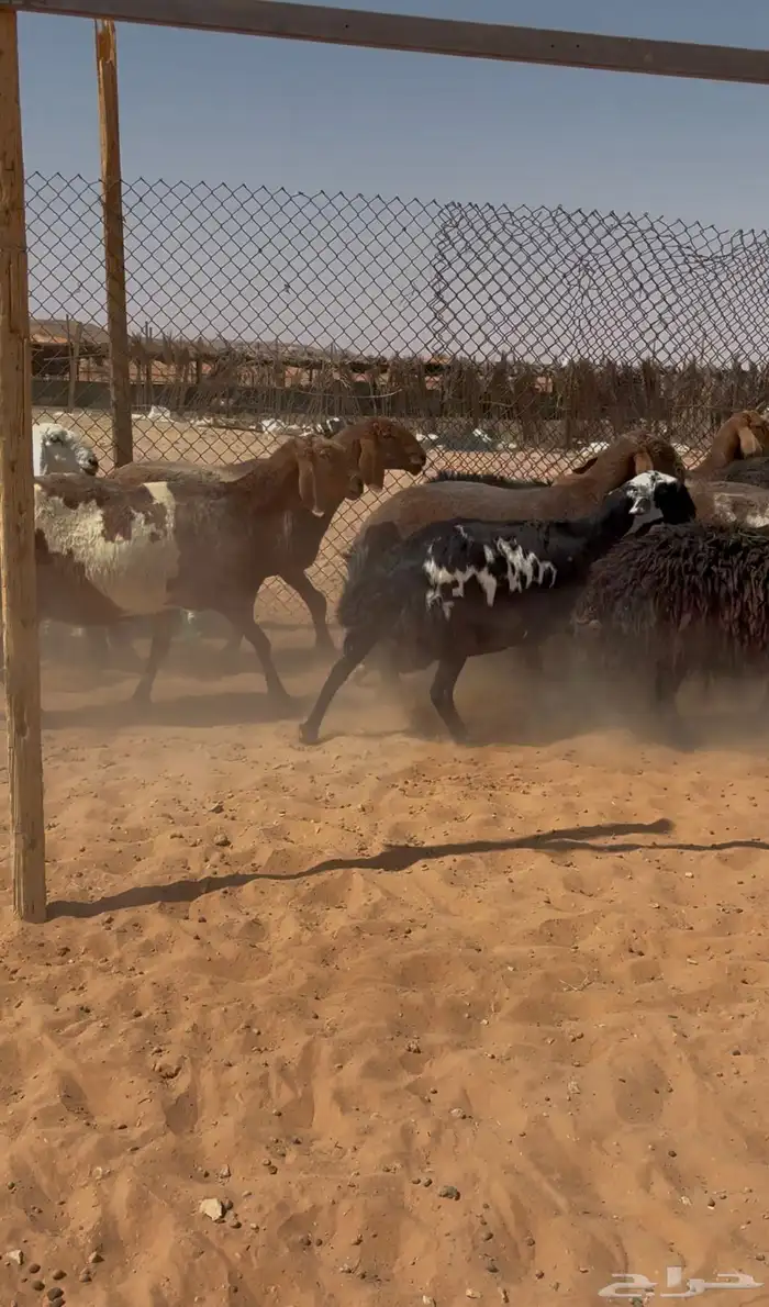 غنم مهجنات العدد16 3