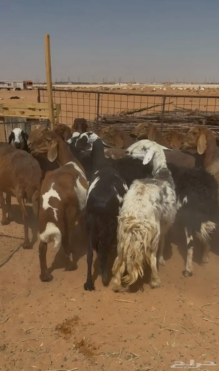 غنم مهجنات العدد16 2