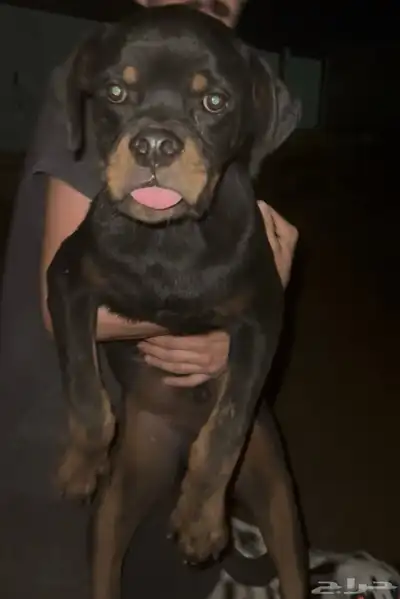 ذكر روتوايلر مستواه بطل مسجل fci ومعاه بيدقري index