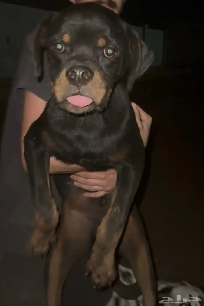 ذكر روتوايلر مستواه بطل مسجل fci ومعاه بيدقري 2