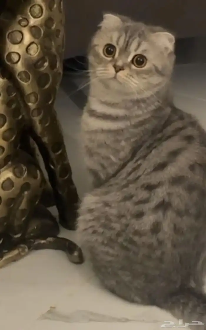 قطة سكوتش فولد 2