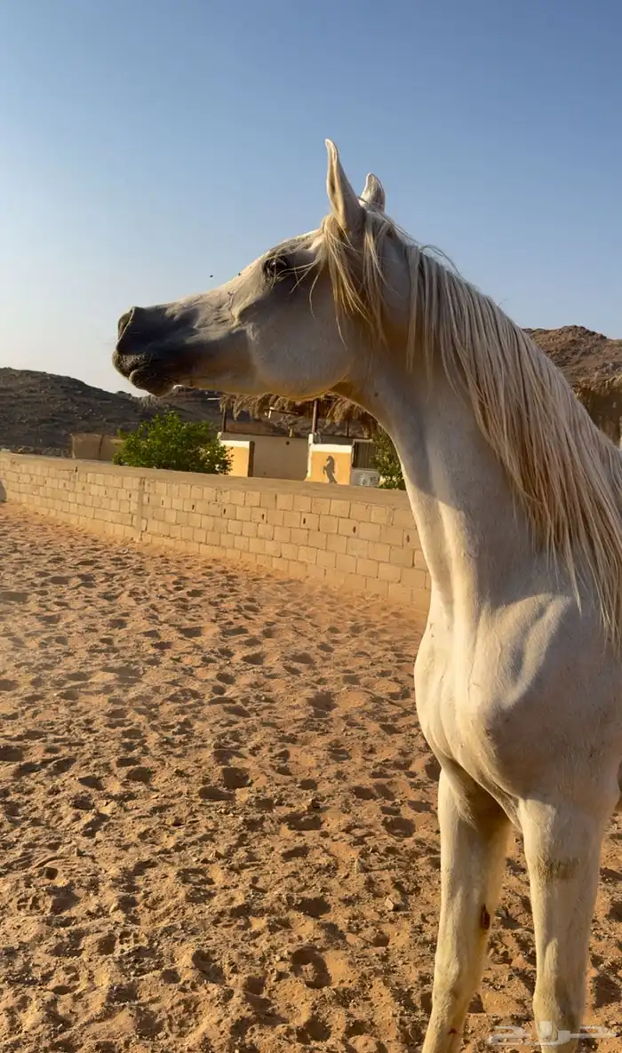 فرس واهو للبيع 1