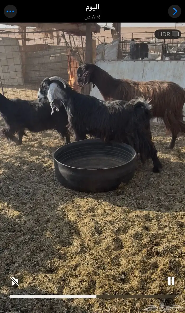 معزا دفيع ومضاريع 1