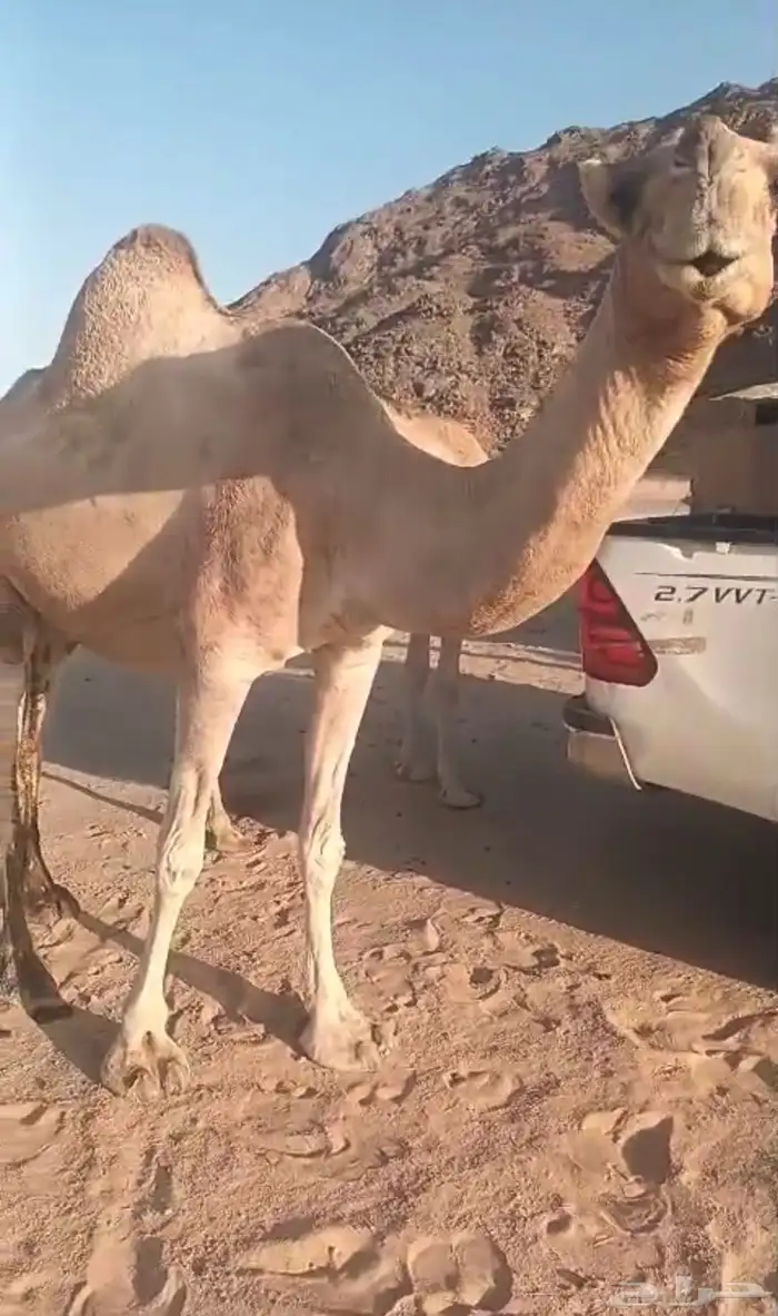 ناقة لقحة طيبة مقنوي 0