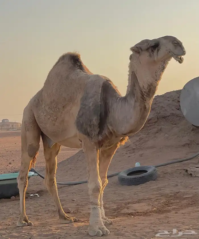 بعير للبيع 2