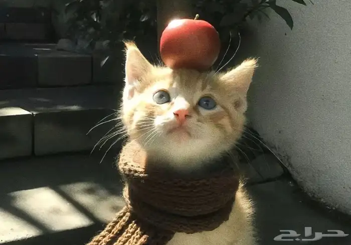 أبغى قطة صغيرة للتبني 0