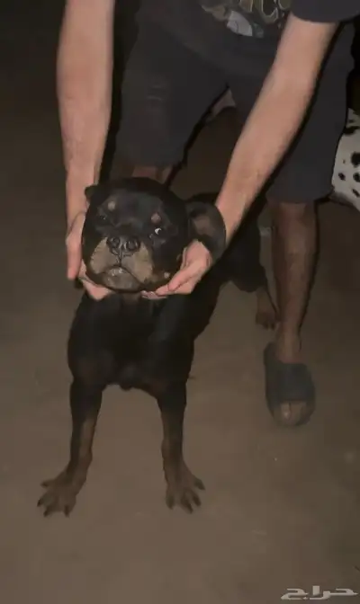 ذكر روتوايلر مستواه بطل مسجل fci ومعاه بيدقري index