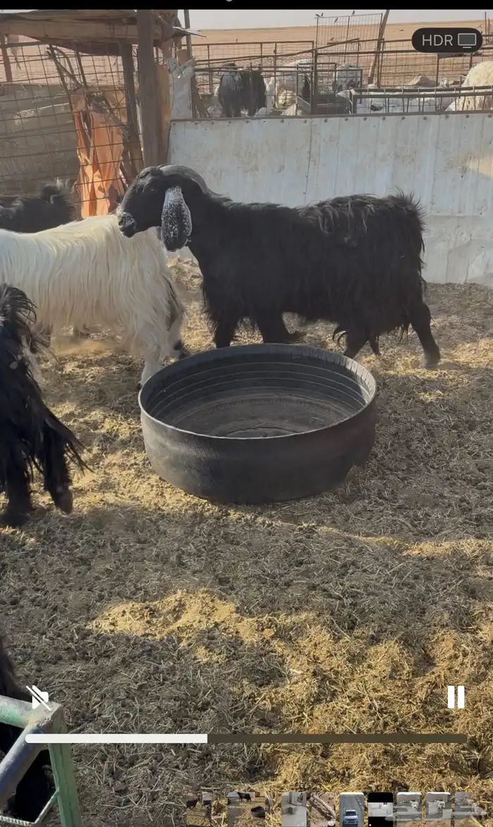 معزا دفيع ومضاريع 2