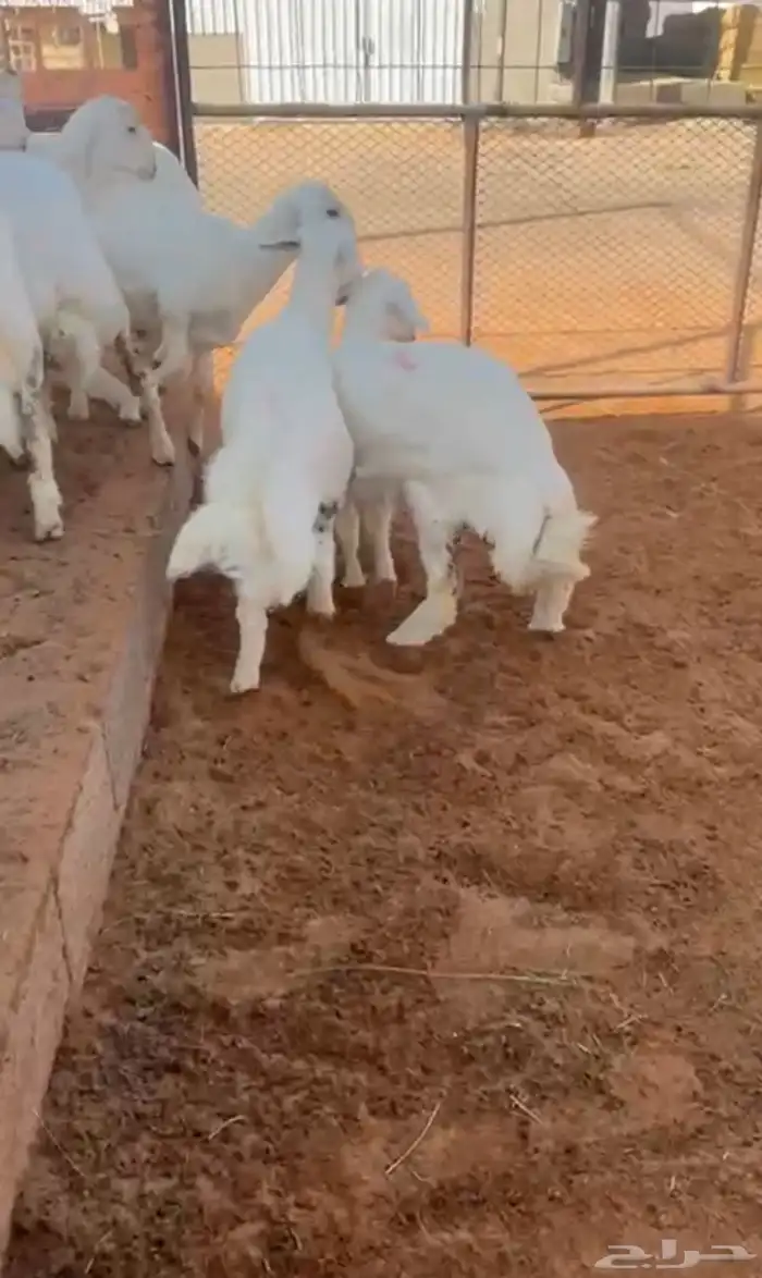 تم البيع العدد 7 فيها 5 رخال وخروفين حلال فاخر 0