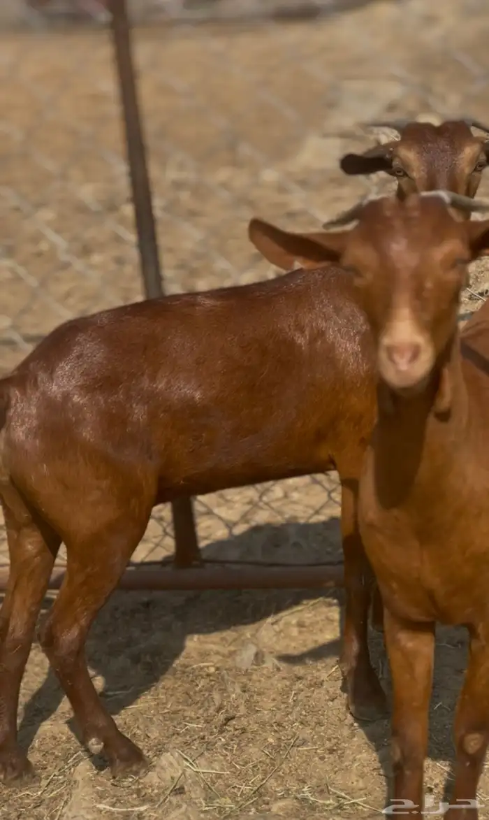 جفار دهم دفيع 3