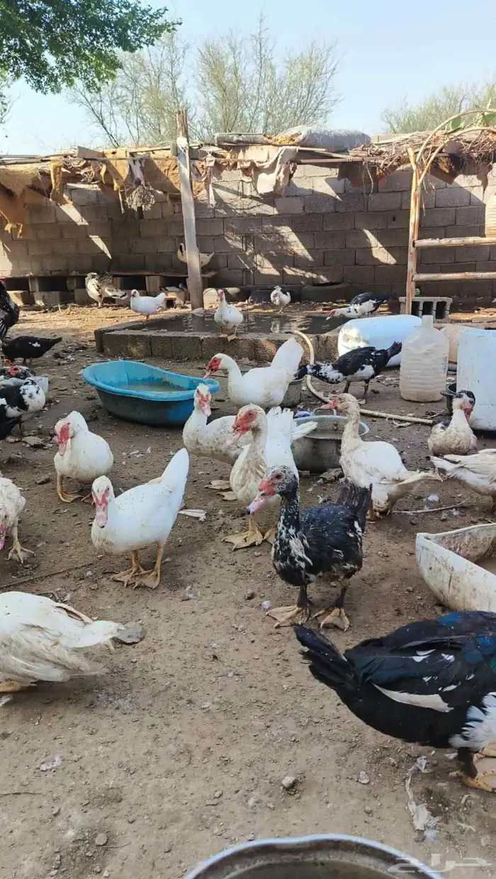 بط بياض ومنتج 2