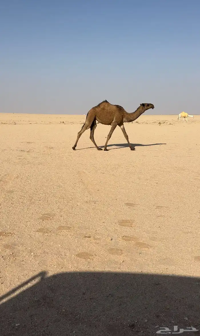 صفرا كفو دبيانيه 3