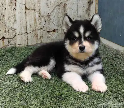 كلاب هاسكي جراوي index