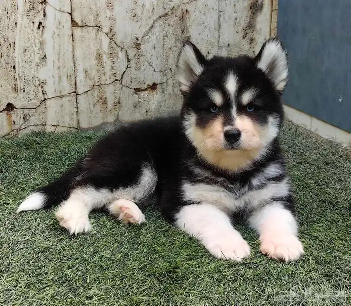 كلاب هاسكي جراوي 3