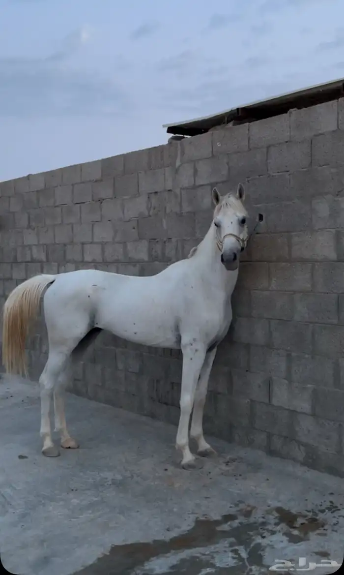 حصان حار 2