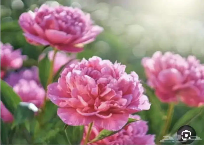 جميع انواع زهوره وجميع انواع تراب زراعة وجميع انواع نخيل 4