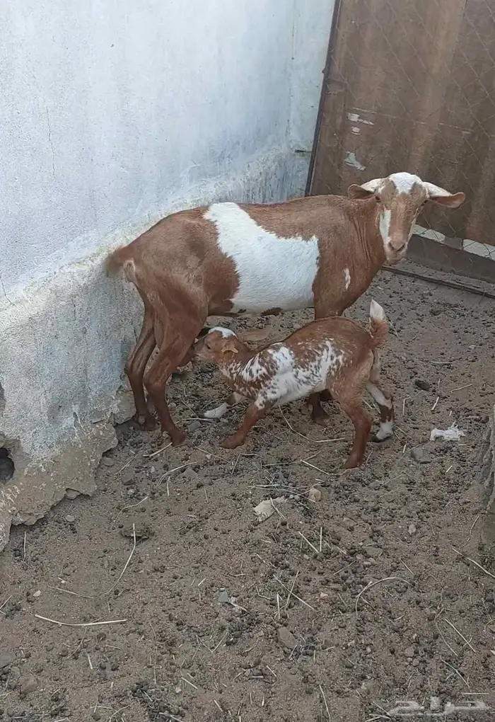 معزا محايلية 0