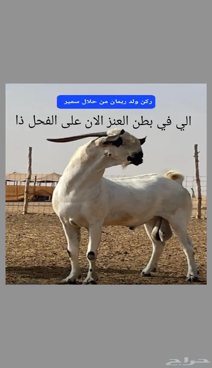 عنز بيشيه صنف 4