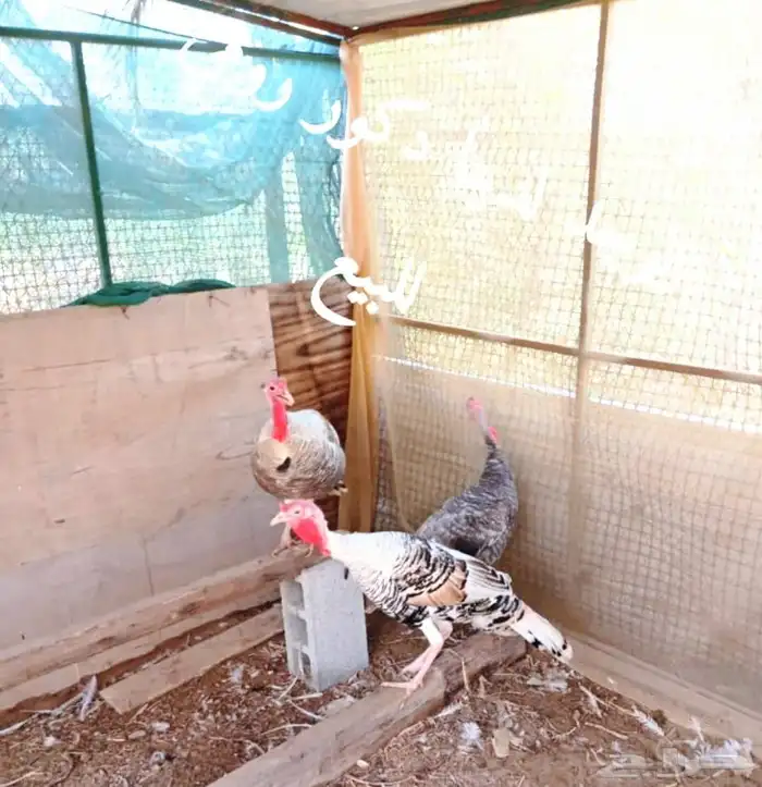 ديك رومي العدد 4 العمر 10 الشهور 0