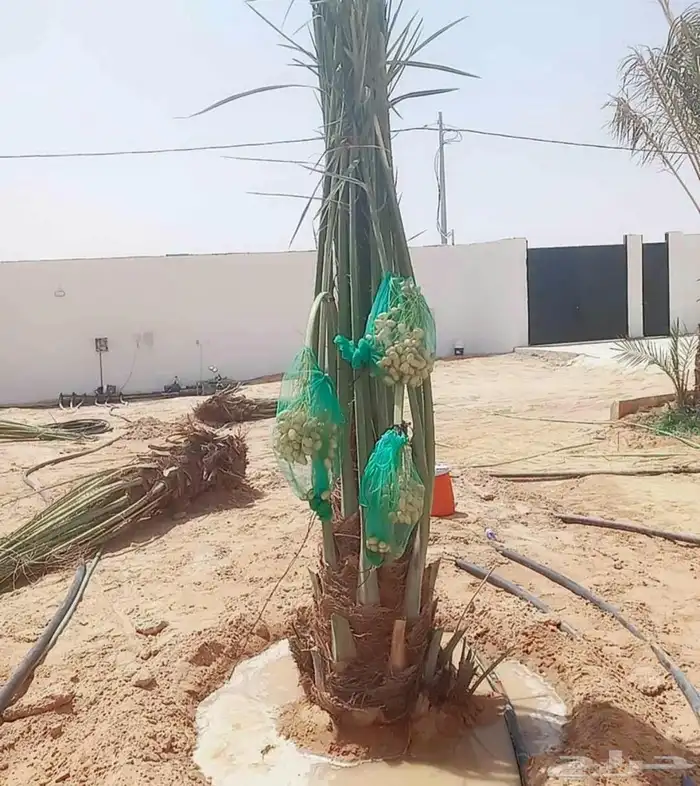 نخل للبيع مثمر خلاص سكري صقعي مجدول صفري خشرم منيفي شيشي سلج 1