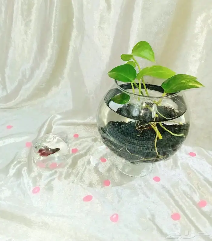 أسماك فايترذكور هاف موون ومنتجه شرررط 8