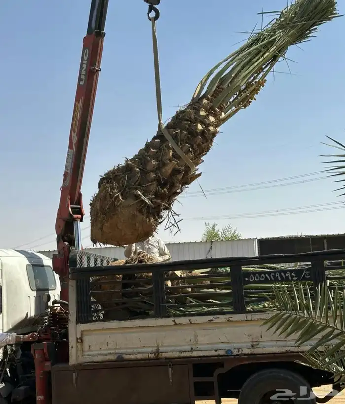 نخل للبيع مثمر خلاص سكري صقعي مجدول صفري خشرم منيفي شيشي سلج 3