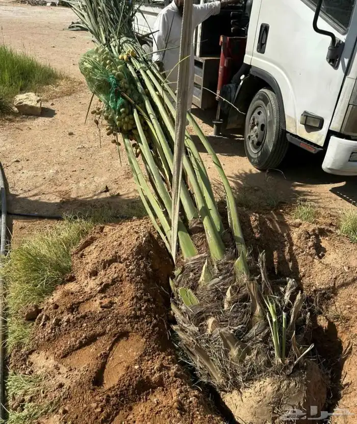 نخل للبيع مثمر خلاص سكري صقعي مجدول صفري خشرم منيفي شيشي سلج 2