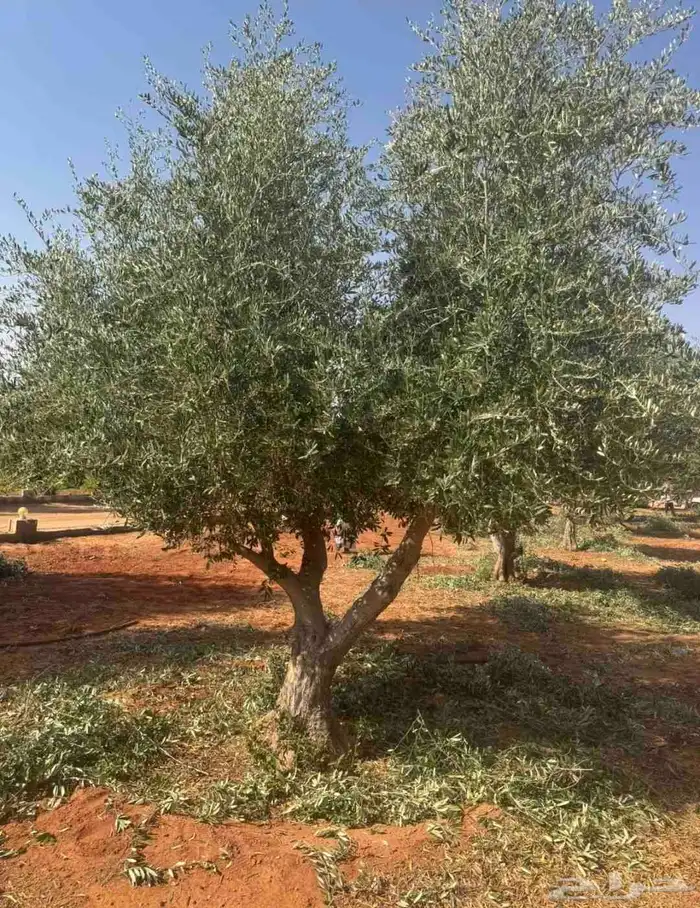 شجر زيتون معمر 7
