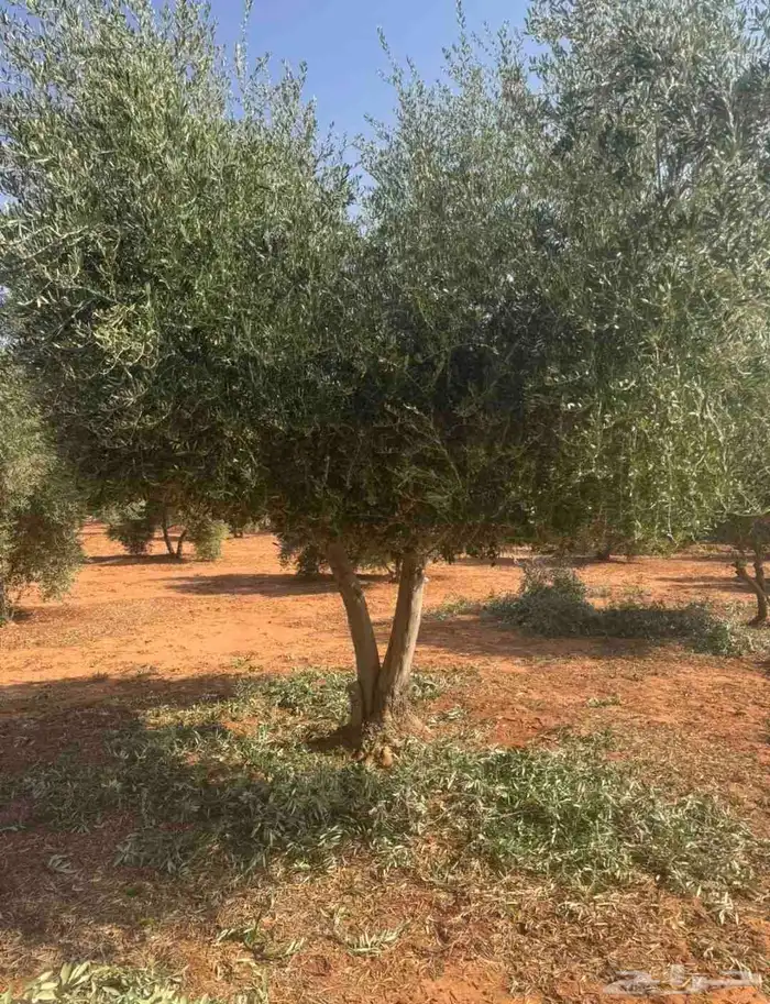 شجر زيتون معمر 4