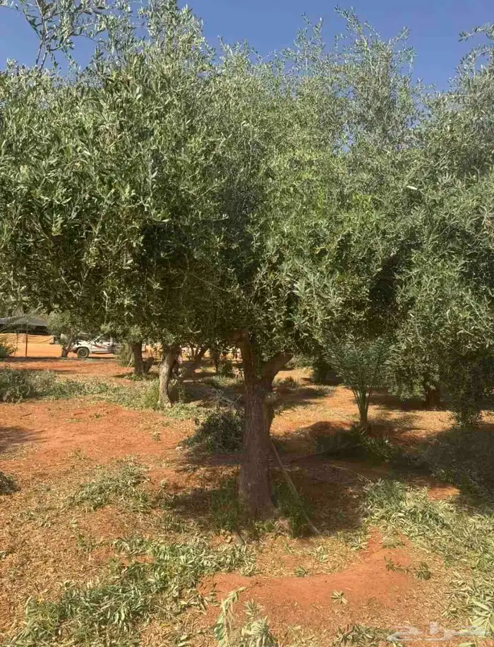 شجر زيتون معمر 0
