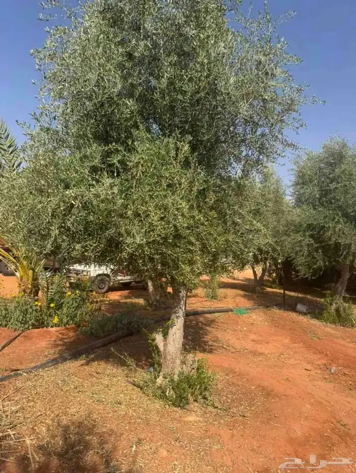 شجر زيتون معمر 1