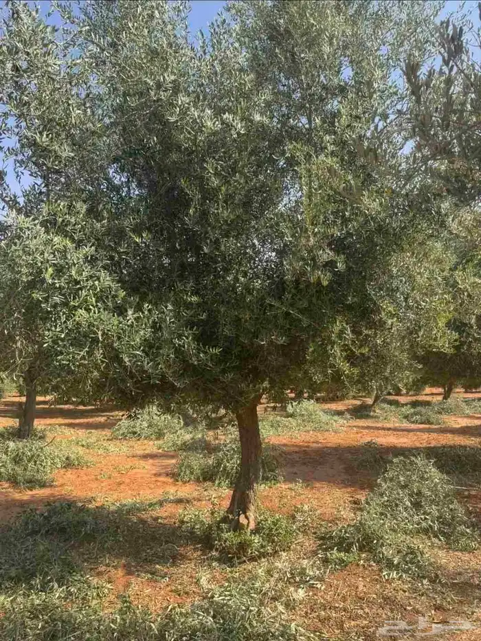 شجر زيتون معمر 2
