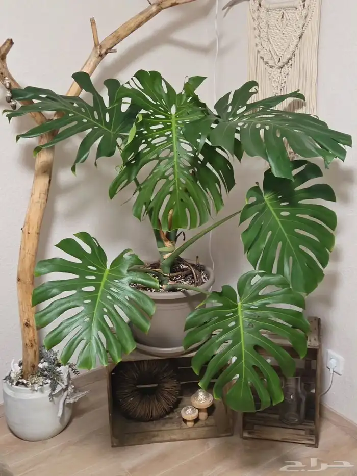 مونستيرا ديليسيوسا 2