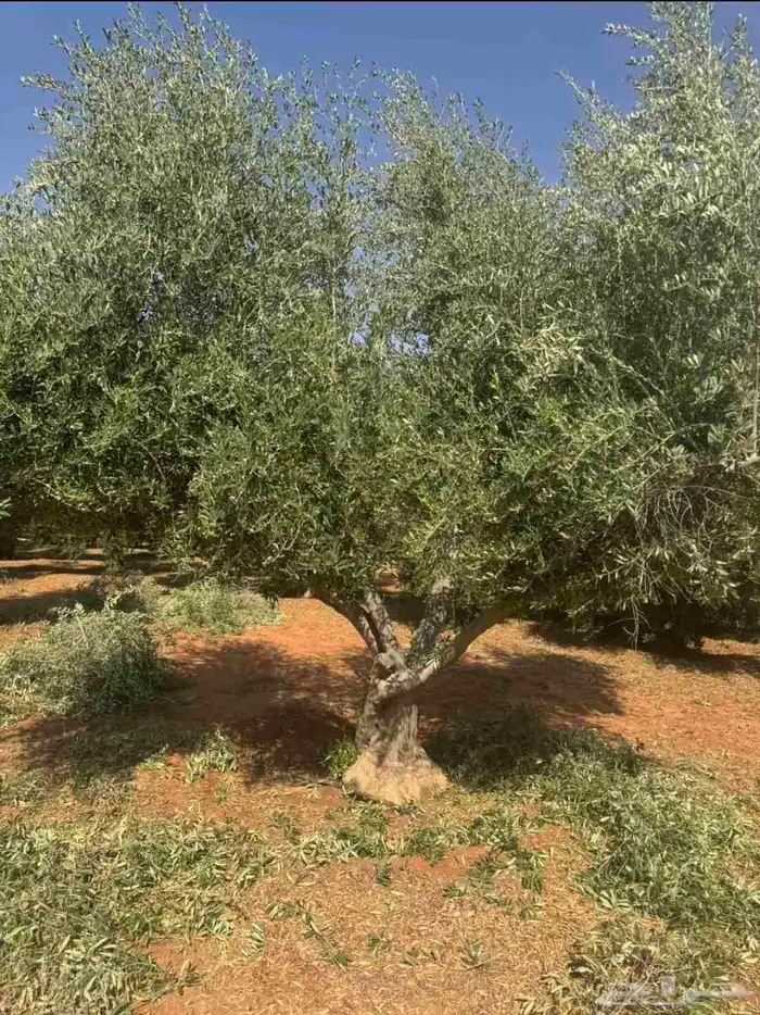 شجر زيتون معمر 5