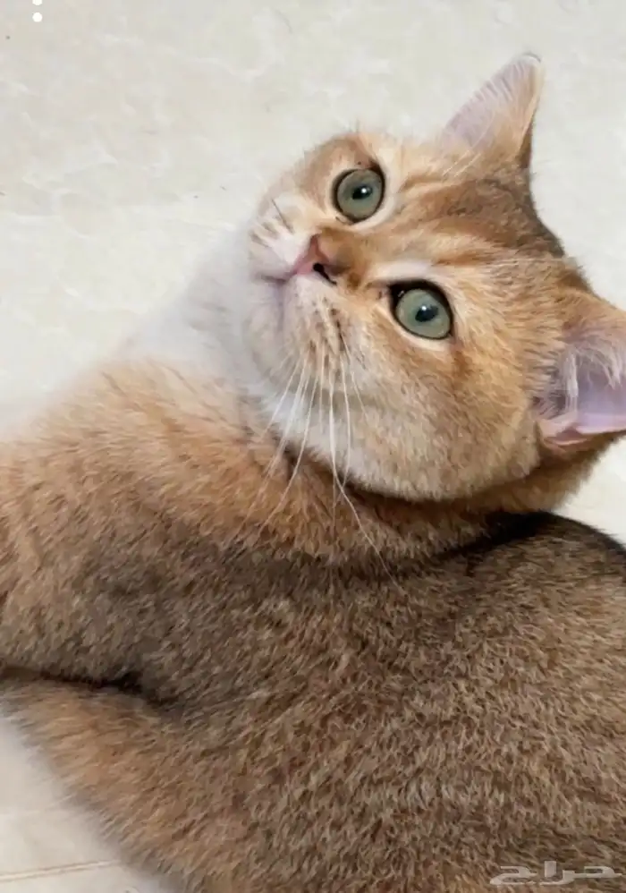 قط سكوتش ستريت للتزاوج مسجل مستوى عالي مستورد 0