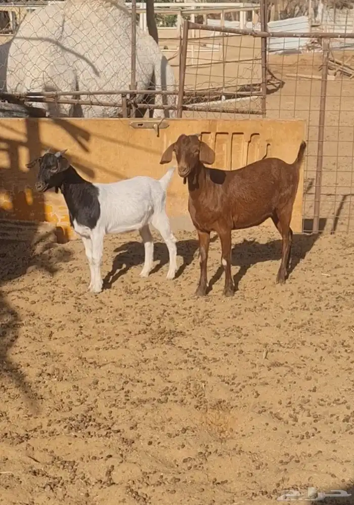 جفار هجين بورقوت ومورسيانو جفار حلوه ونظيفة 1