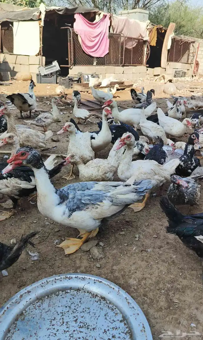 بط بياض ومنتج 0