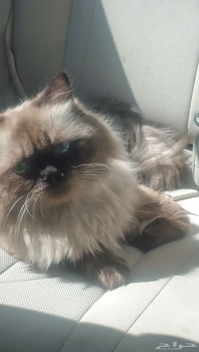 للبيع قطوه هملايا 1