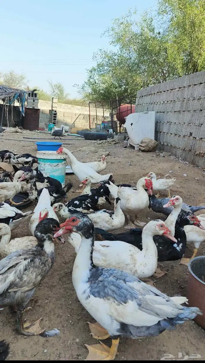 بط بياض ومنتج 1