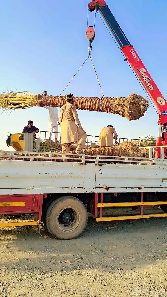 كرين ونش متوجد بل جديده للاجار اليومي 1