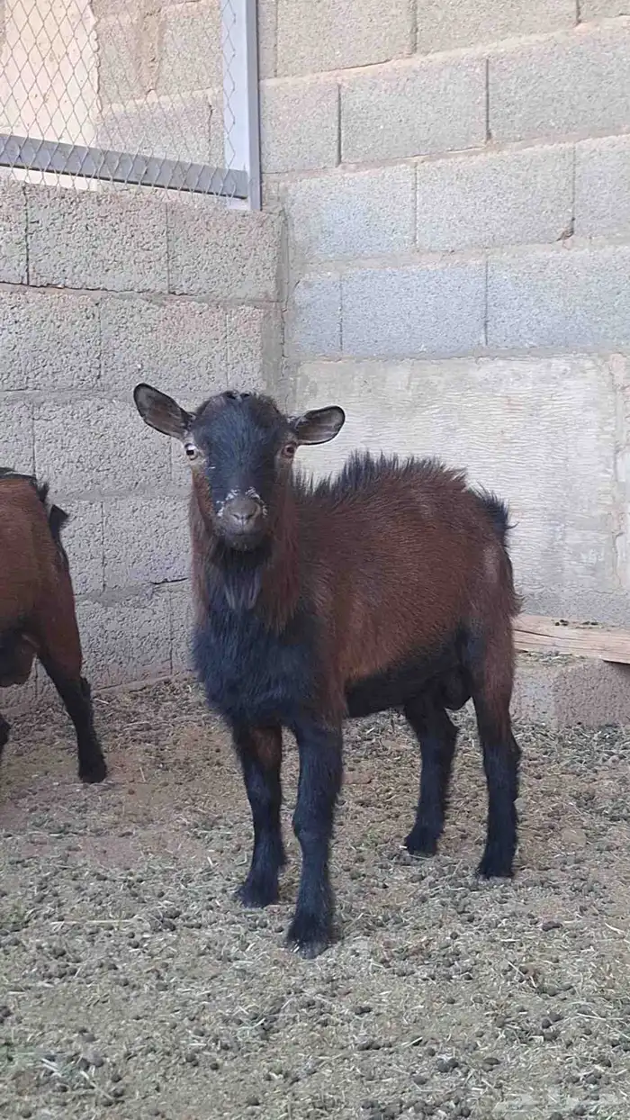 تيوس للبيع 6