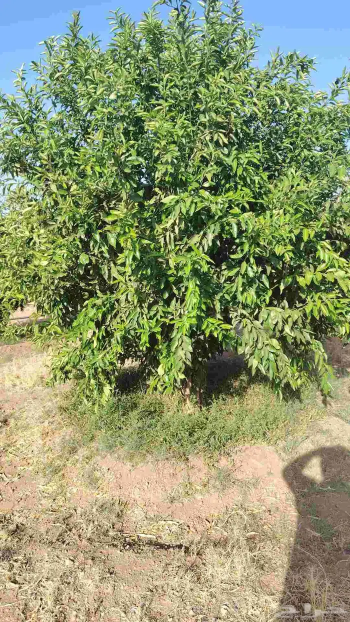 زيتون معمر وبرتقال وليمون 2