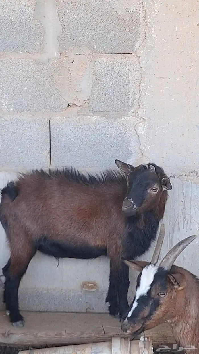 تيوس للبيع 5